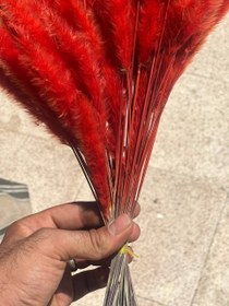 تصویر گل خشک دم روباهی قرمز 