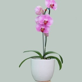 تصویر گلدان ارکیده رنگی گل درشت 