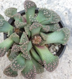 تصویر بذر ساکولنت تیتانوپسیس واریته کال کاری - 10000 تومان Titanopsis calcarea