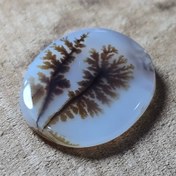 تصویر شجر قائن واضح زیبا خاص 