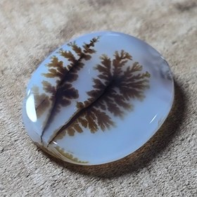 تصویر شجر قائن واضح زیبا خاص 