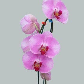 تصویر گلدان ارکیده رنگی گل درشت 