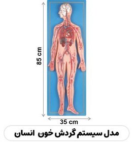 تصویر مولاژ گردش خون 