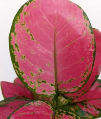 تصویر آگلونما رد بیوتی 