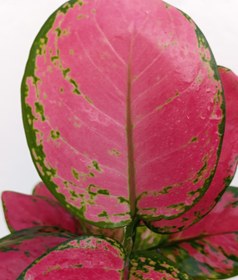 تصویر آگلونما رد بیوتی 