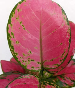 تصویر فروشگاه گلکده‌ محیا