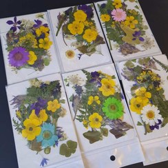 تصویر پک گل خشک 