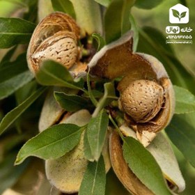 تصویر نهال بادام مامایی 