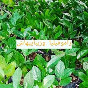 تصویر فروشگاه گل‌ ناز یخی