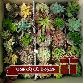 تصویر پکیج هدیه دار ساکولنت (گلدان 6) 250 عددی 