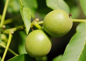 تصویر مغز گردو ممتاز 