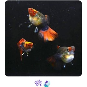 تصویر ماهی گوپی کوی بالن گرید A جفت 