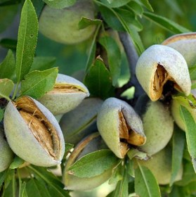 تصویر بادام مامایی 