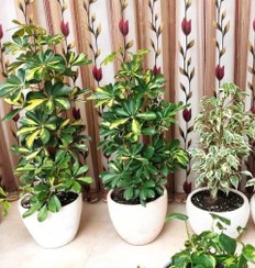 تصویر شفلرا مناسب برای محل‌های عمومی 