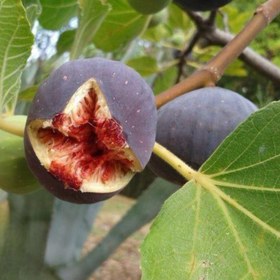 تصویر نهال انجیر یزدی Yazdi fig seedlings