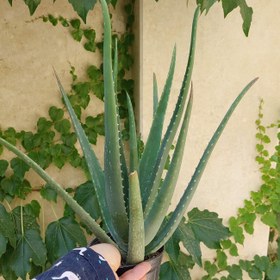 تصویر گیاه آلوئورا سایز متوسط(aloevera) 