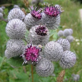 تصویر بذر بابا آدم 20 عددی 