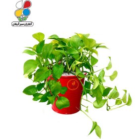 تصویر گیاه طبیعی پوتوس مدل GN13-25MM 