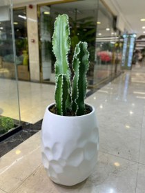 تصویر درختچه کاکتوس مصنوعی 