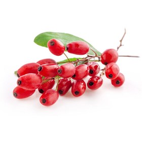 تصویر میوه زرشک کوهی 