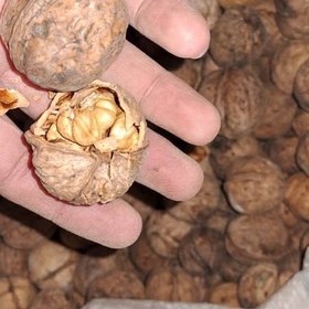 تصویر گردو درگز امسال 