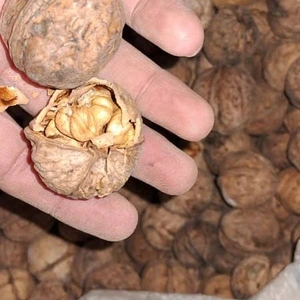 تصویر فروشگاه ثامن سلامت