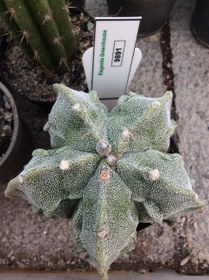 تصویر بذر کاکتوس آستروفیتوم میروستیگما 5 پر چروک ELG.9891 - بسته 10 عددی Astrophytum miro 5 rips Seeds cv. Fukuryu ELG.9891