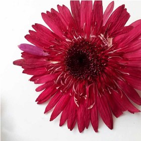 تصویر گل خشک ژربرا بسته 3 عددی 