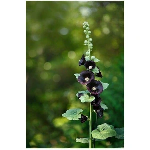 تصویر فروشگاه بلوویتال