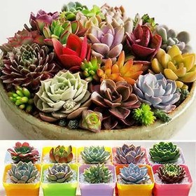 تصویر بذر ساکولنت میکس 