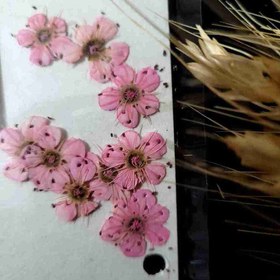 تصویر گل خشک شکوفه صورتی 