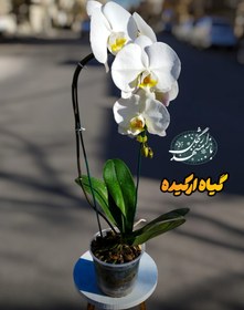 تصویر گیاه ارکیده (گلدانی) 