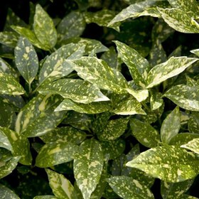 تصویر گل آکوبا 