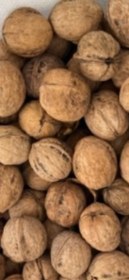 تصویر گردو کاغذی امسالی 