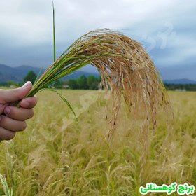 تصویر برنج هاشمی گیلان درجه یک فوق اعلا امساله (گونی 20 کیلویی) 