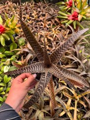 تصویر گیاه کریپتانتوس پوست ماری نیزه ای سایز متوسط