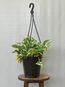 تصویر پتوس سفید 