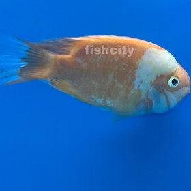 تصویر پرت سانتا 16 سانت 