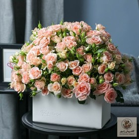 تصویر Pompon Peach | کد: ZNB-1EZY 