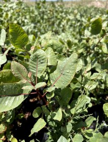 تصویر نهال پسته اردکان - رشد بسیار خوبی دارد Pistachio seedlings, from "Ardakan" cultivar