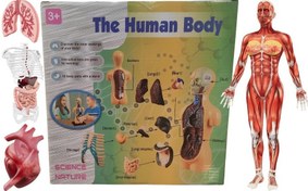 تصویر بازی آموزشی مولاژ آناتومی بدن انسان Human Body 