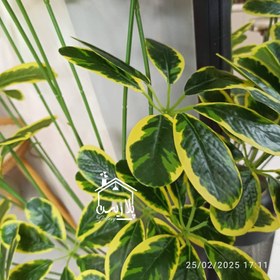 تصویر درختچه شفلرا 16178 