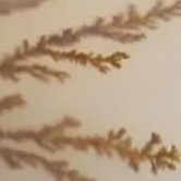 تصویر سنگ شجر کد ۲۳۸۴ 