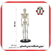 تصویر مینی اسکلت بدن انسان (42 سانتی متر) Mini skeleton of the human body (42 cm)