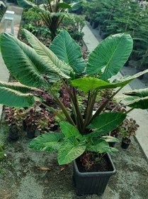 تصویر گیاه بابا آدم غول پیکر 