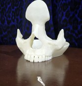 تصویر استند عینک طرح جمجمه 