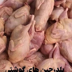 تصویر پک بلدرچین خوش خوراک گوشتی کشتار تازه 15 عدد ارسال با باکس یخ وزن حدودا 180 تا 200 گرم لطفا توضیحات مطالعه بفرمایید 