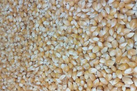 تصویر ذرت پاپ کرن 