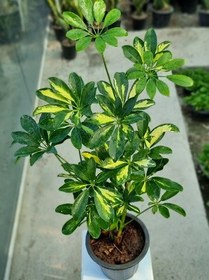 تصویر شفلرا ابلق 