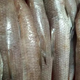 تصویر ماهی حسون(شبیه شوریده) ارسال رایگان 